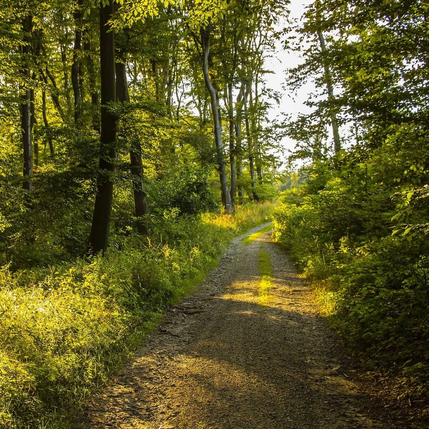 Apport i skogen, varje morgon